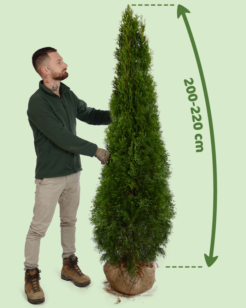 Tuja smaragd 170-180cm cena